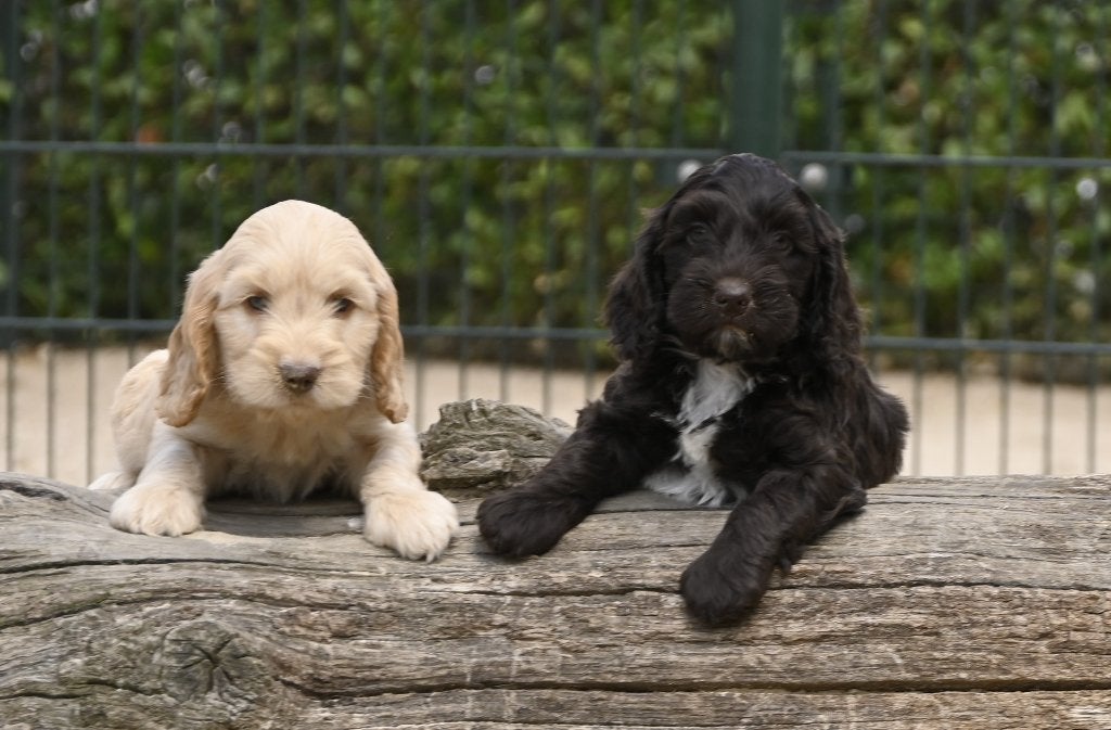 Cockadoo pups # Cockapoo # kruising # mix, Dieren en Toebehoren, Parvo, Overige rassen, 8 tot 15 weken, Meerdere