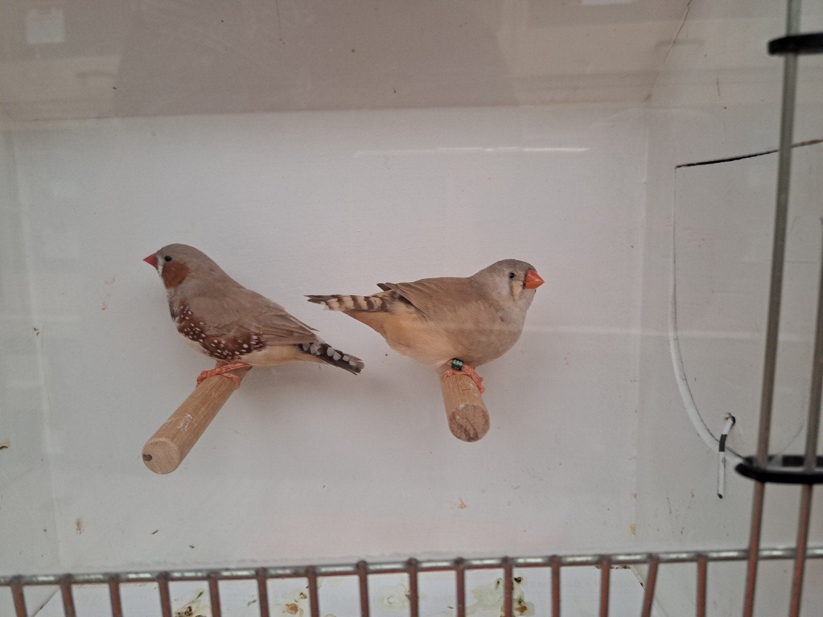 Koppel zebravinken bruin., Dieren en Toebehoren, Meerdere dieren, Tropenvogel, Geringd