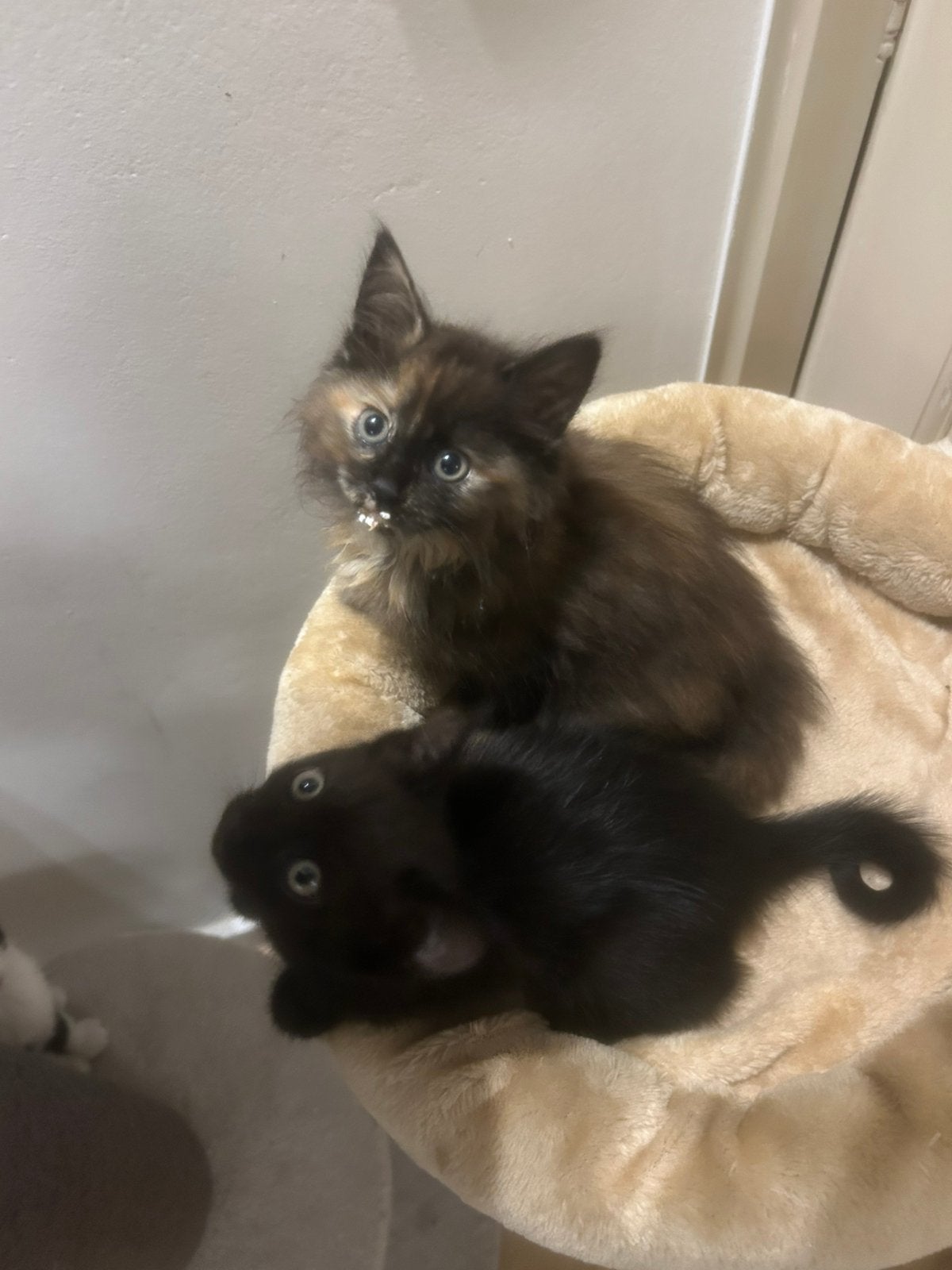 4 Half Siberische Boskat kittens, Meerdere dieren, Ontwormd, 0 tot 2 jaar