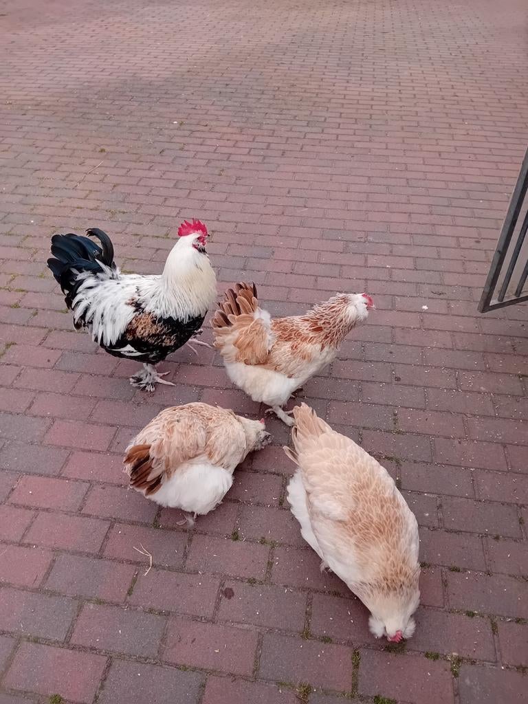 Broedeieren van de  Franse favorolle kippen, Geslacht onbekend, Kip