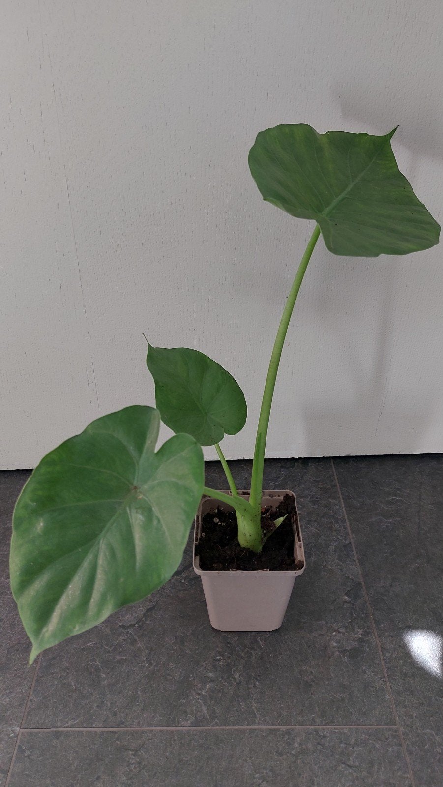 alocasia macrorrhiza, Ophalen of Verzenden
