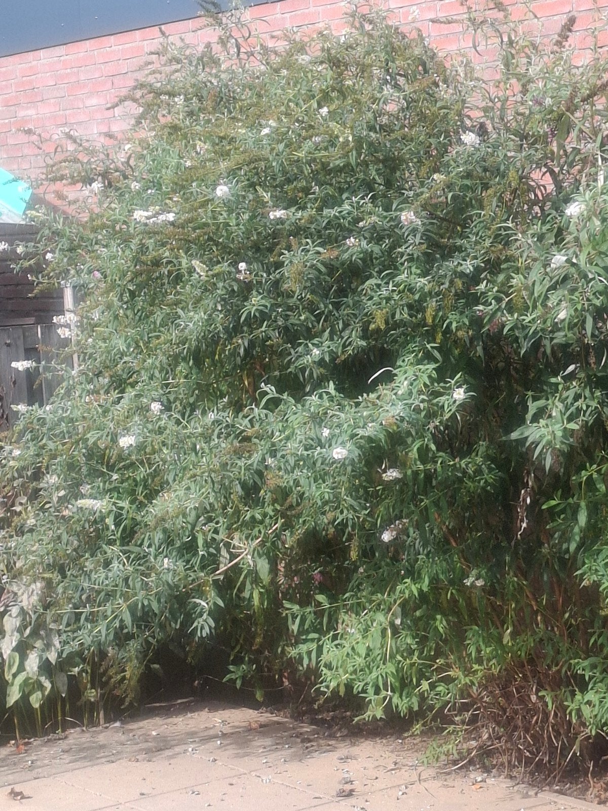 Vlinderstruiken Wit en Paars - Mogen los weg, Tuin en Terras, Ophalen, Vlinderstruik, Struik, 100 tot 250 cm