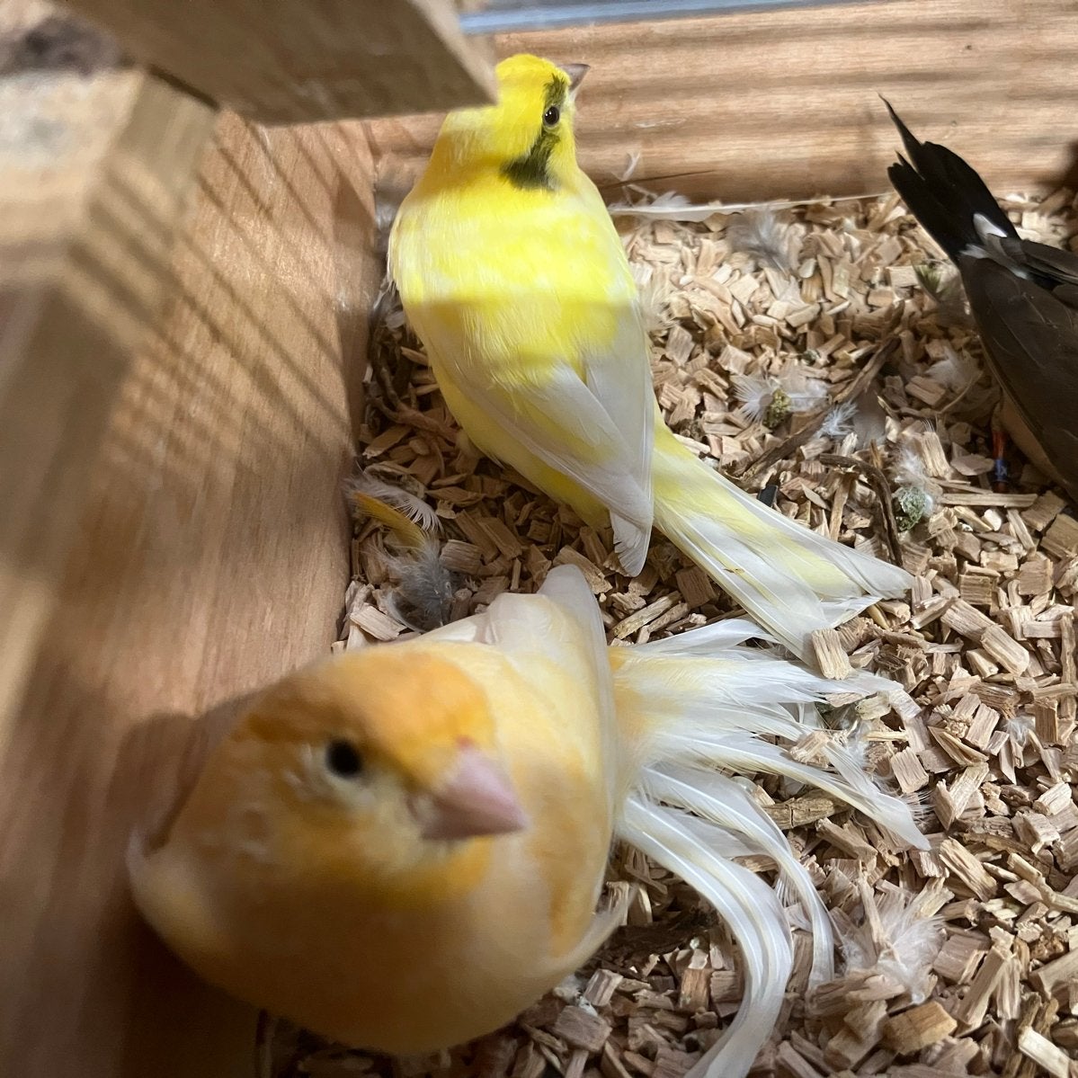 3 kanarie mannen, Dieren en Toebehoren, Mannelijk, Kleurkanarie