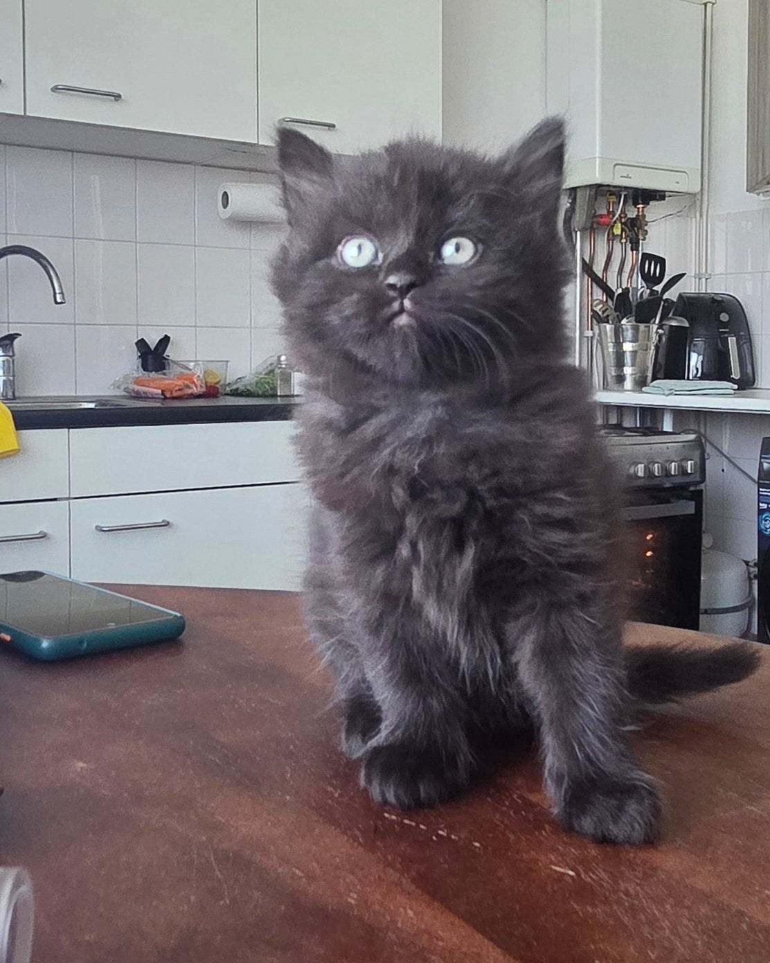 Britse korthaar kittens, Dieren en Toebehoren, Katten en Kittens | Overige Katten, Meerdere dieren, Kortharig, 0 tot 2 jaar