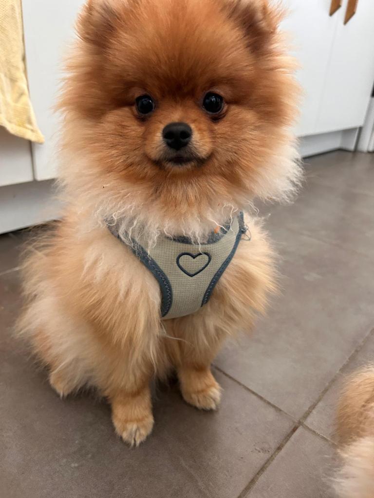️Pomeranian teefje️, België, Particulier, Keeshond, 15 weken tot 1 jaar