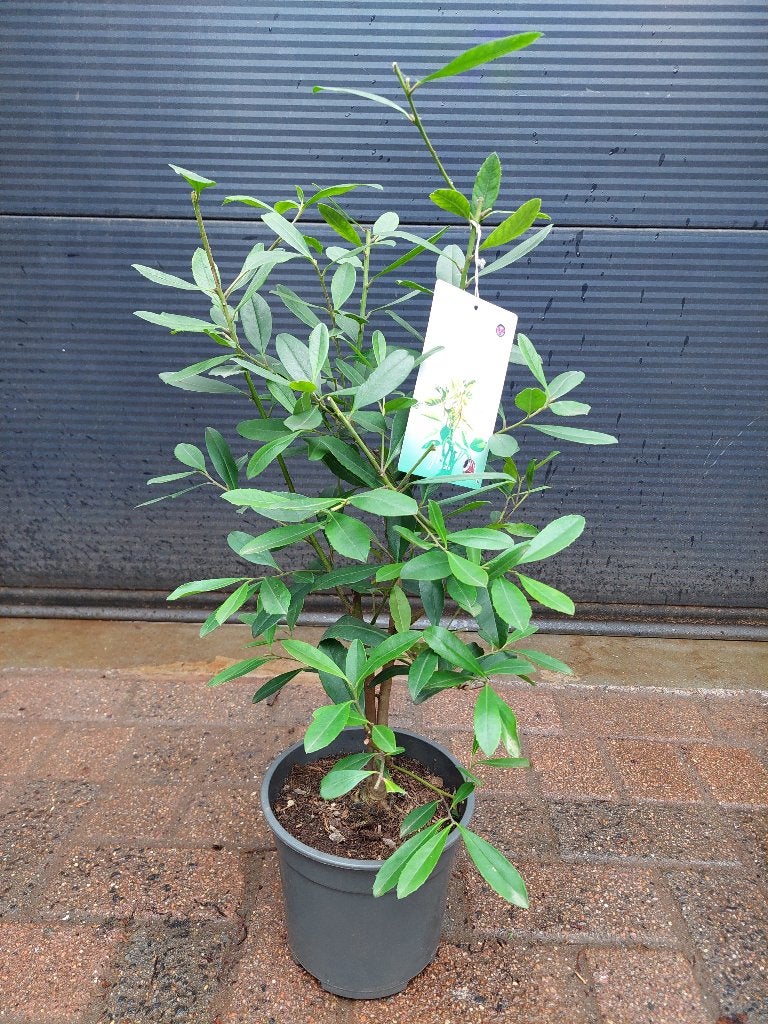 Ilex Paraguariensis - Matéplant / Plant voor thee H: 73 cm., Volle zon, Vaste plant, Zomer, Ophalen