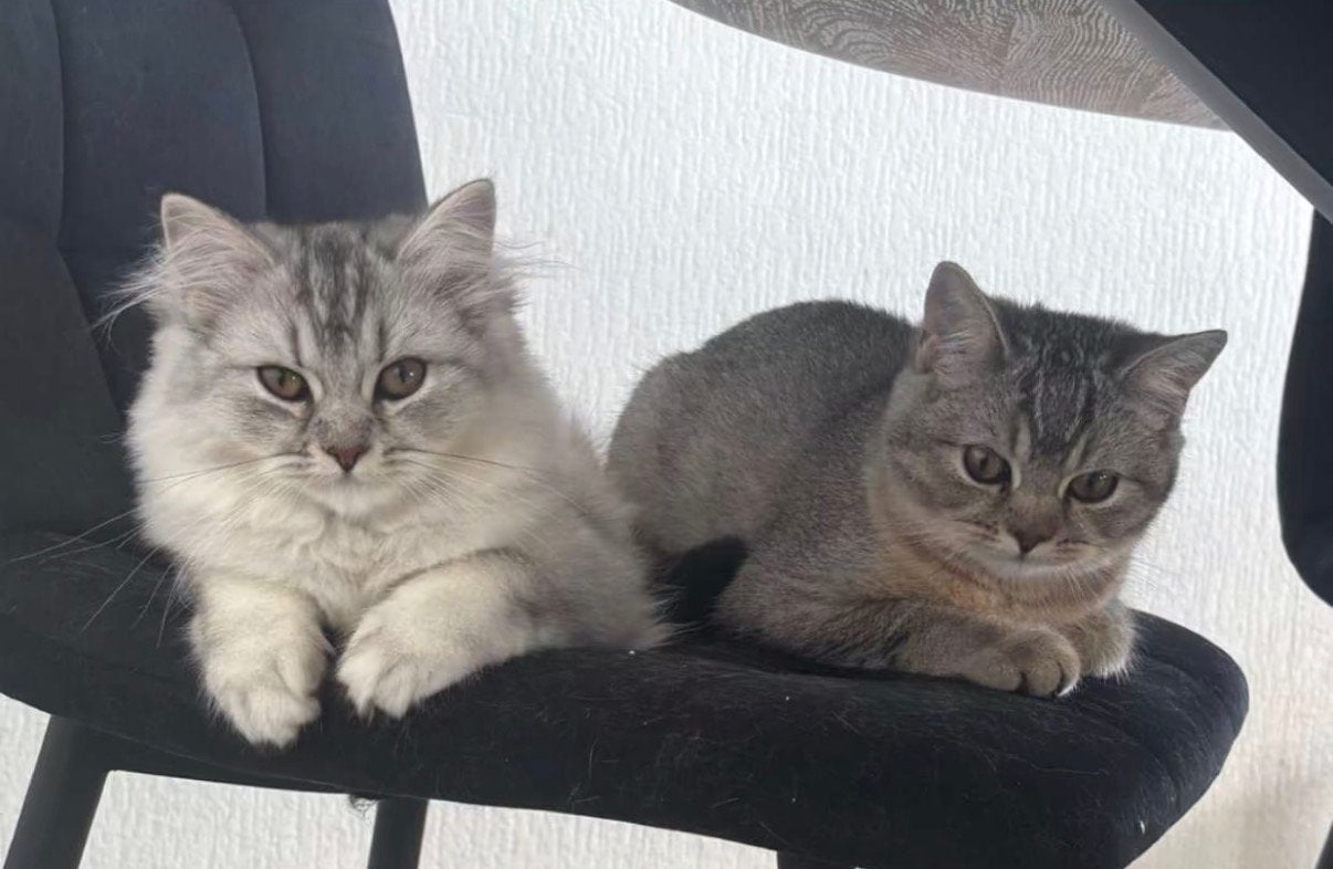 Britse korthaar & langhaar, Poes, Kortharig, 0 tot 2 jaar