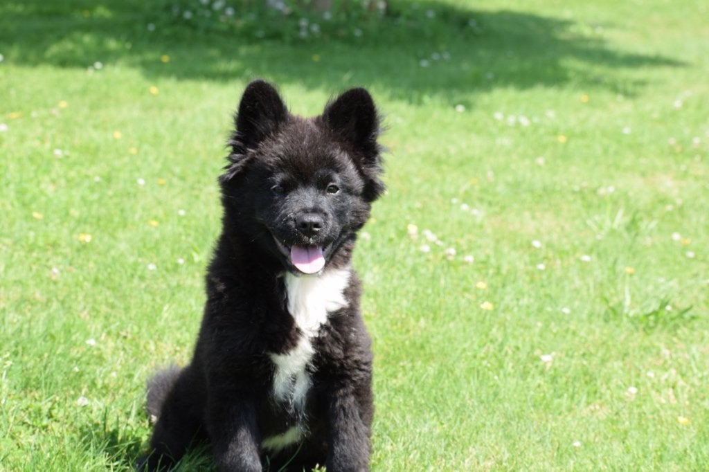 kruising pups akita chow-chow, Dieren en Toebehoren, België, 15 weken tot 1 jaar, Meerdere, Meerdere dieren