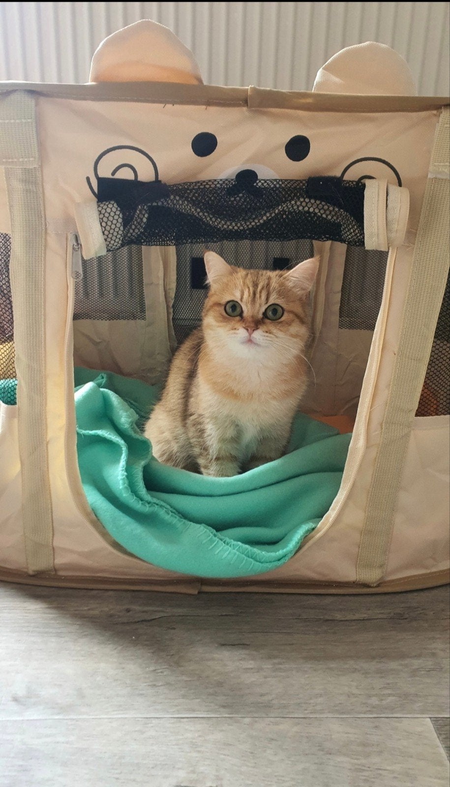 Beautiful British Shorthair Female – Khiara, Poes