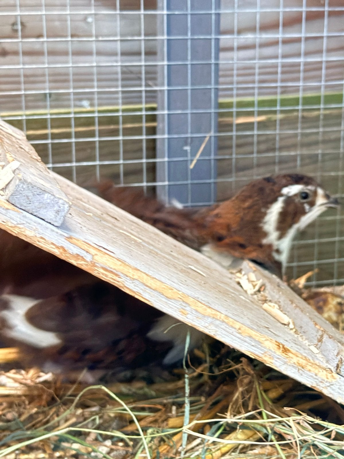 Nog 1 jonge Jumbo kwartel haan en broed eieren, Dieren en Toebehoren, Pluimvee, Meerdere dieren, Overige soorten