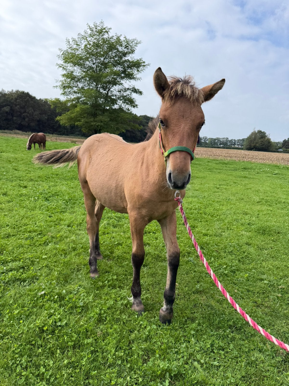 Aangeboden opfokplekje voor een B, C of D pony hengstveulen., Dieren en Toebehoren, Opfok, 1 paard of pony