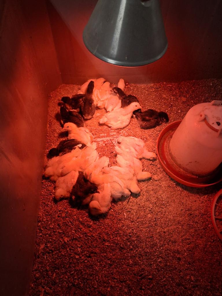 Poule des bresse en marans kuikens, Geslacht onbekend, Kip