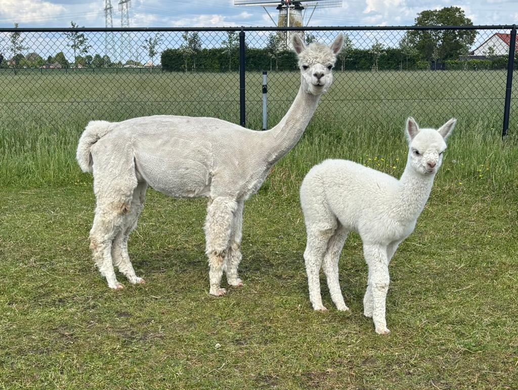Alpaca merrie met hengstveulen, Juni, Meerdere dieren