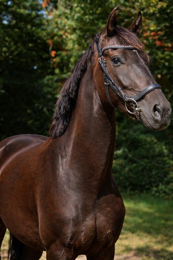 Mooie talentvolle dressuur ruin, Dieren en Toebehoren, Paarden, Ruin, Dressuurpaard