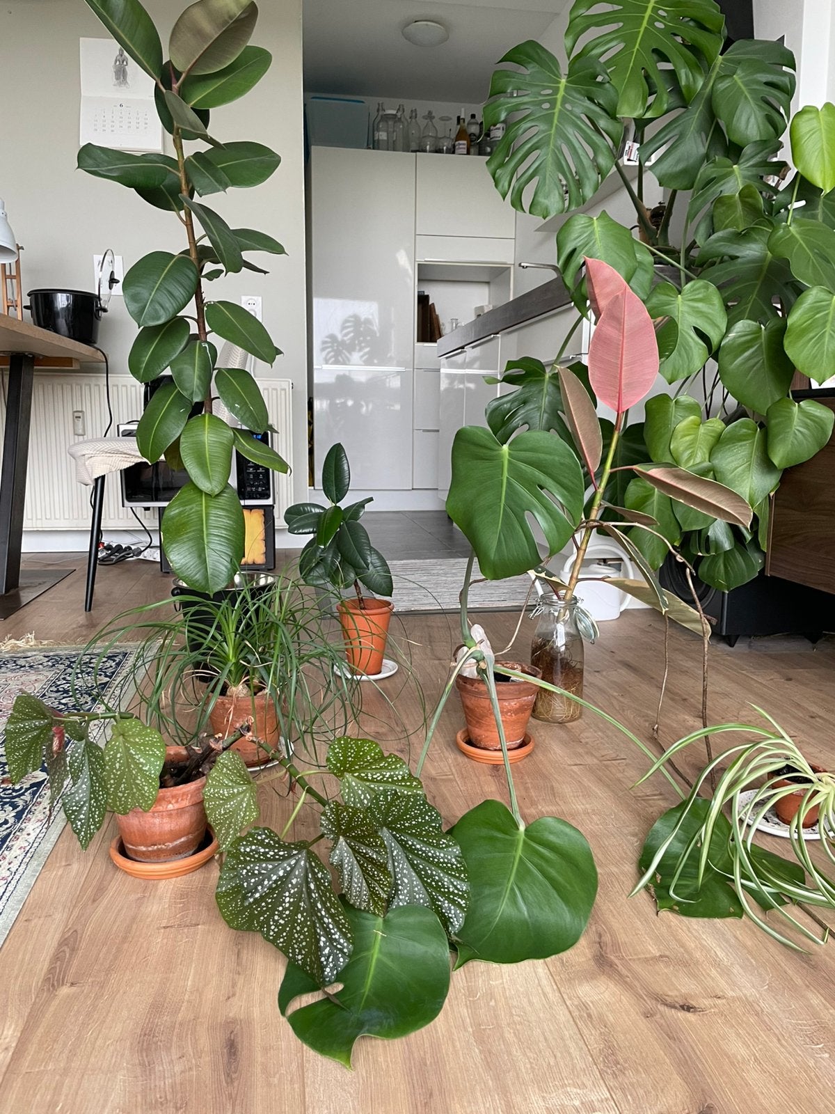 Planten! Plants!, Ophalen, Halfschaduw, Minder dan 100 cm