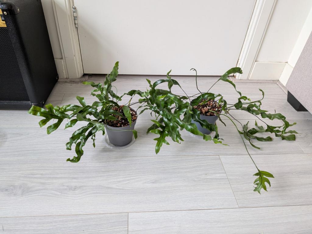 Microsorum diversifolium (kangoeroe varen) planten, Huis en Inrichting, Kamerplanten, Ophalen, Halfschaduw, Minder dan 100 cm