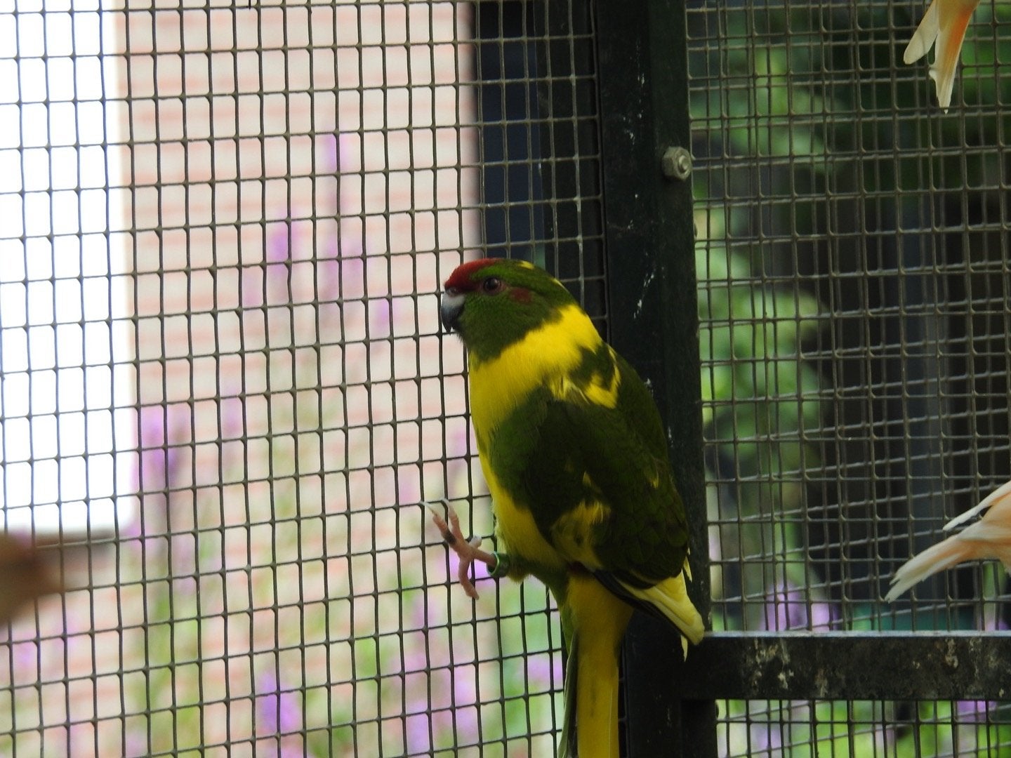 Kakarikies, Dieren en Toebehoren, Vrouwelijk, Parkiet, Geringd