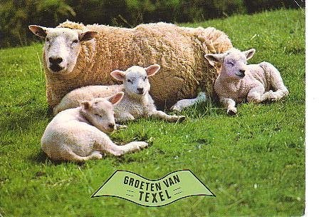 Ansichtkaart 	Texel	Schapen, Verzenden, 1980 tot heden, Gelopen, Waddeneilanden