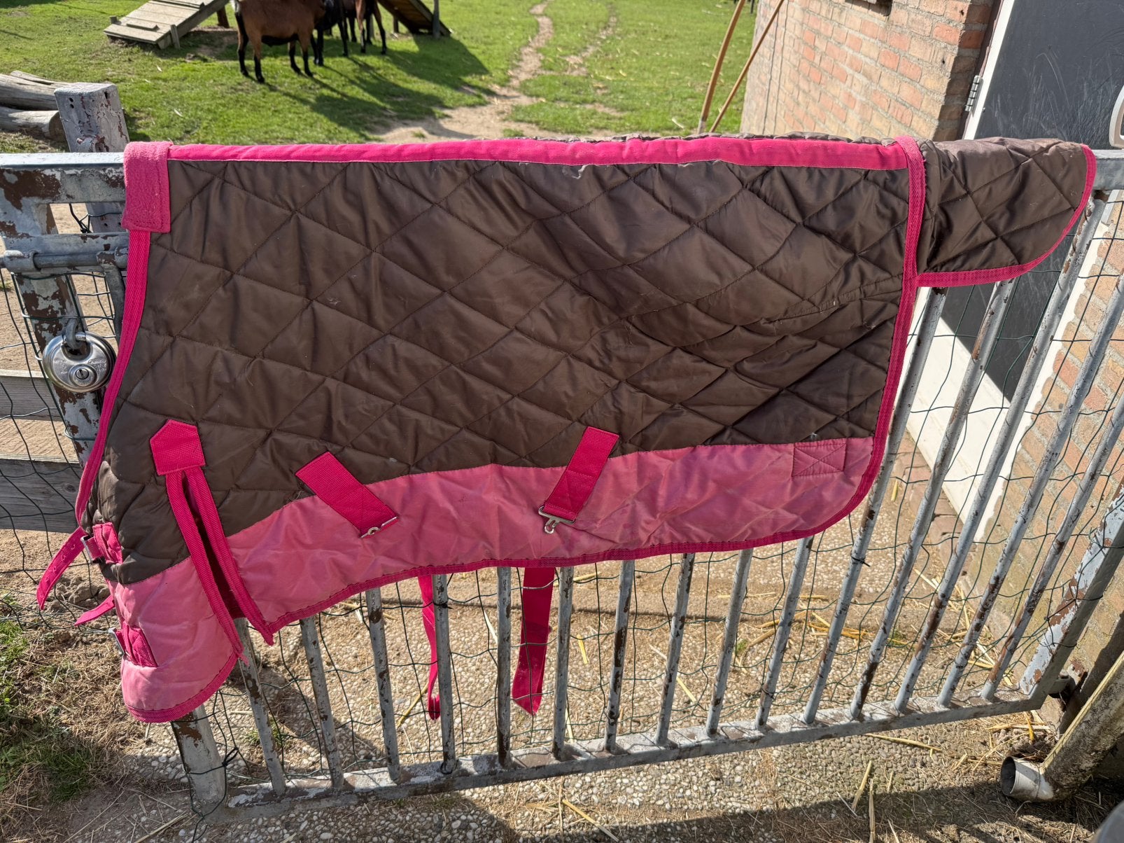 Shetlander dekens, Dieren en Toebehoren, Meerkleurig, Shetlander/Mini, Ophalen of Verzenden, Gebruikt