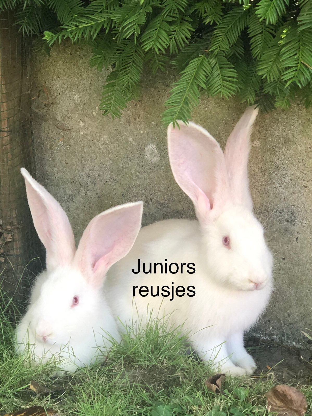 Duitse reus koppel (gevaccineerd en gecastreerd), Meerdere dieren, Groot