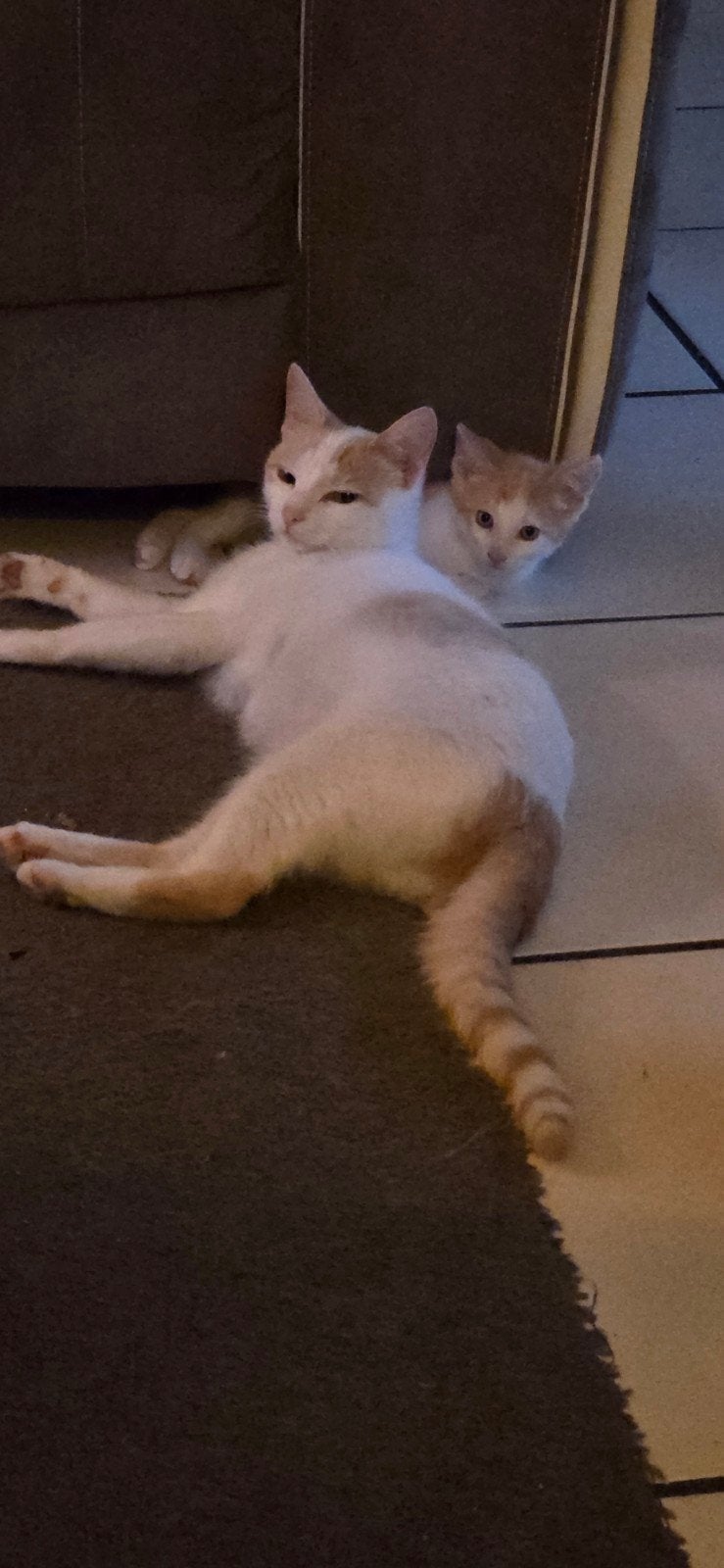 Moederpoes met kitten, Poes