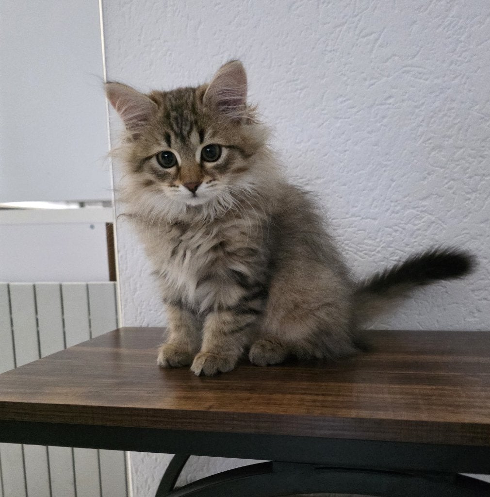 Siberische poesje met stamboom., Dieren en Toebehoren, Poes, Met stamboom, 0 tot 2 jaar