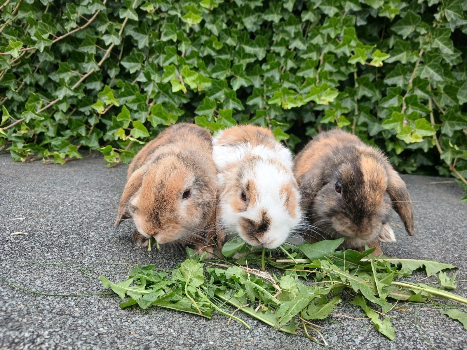jonge hangoor dwergkonijntjes, Dieren en Toebehoren, Mannelijk, Dwerg, Hangoor, 0 tot 2 jaar