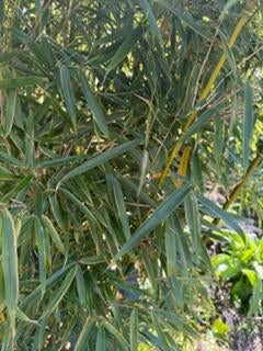 Fargesia Robusta Campbell, Volle zon, Vaste plant, Bloeit niet, Ophalen