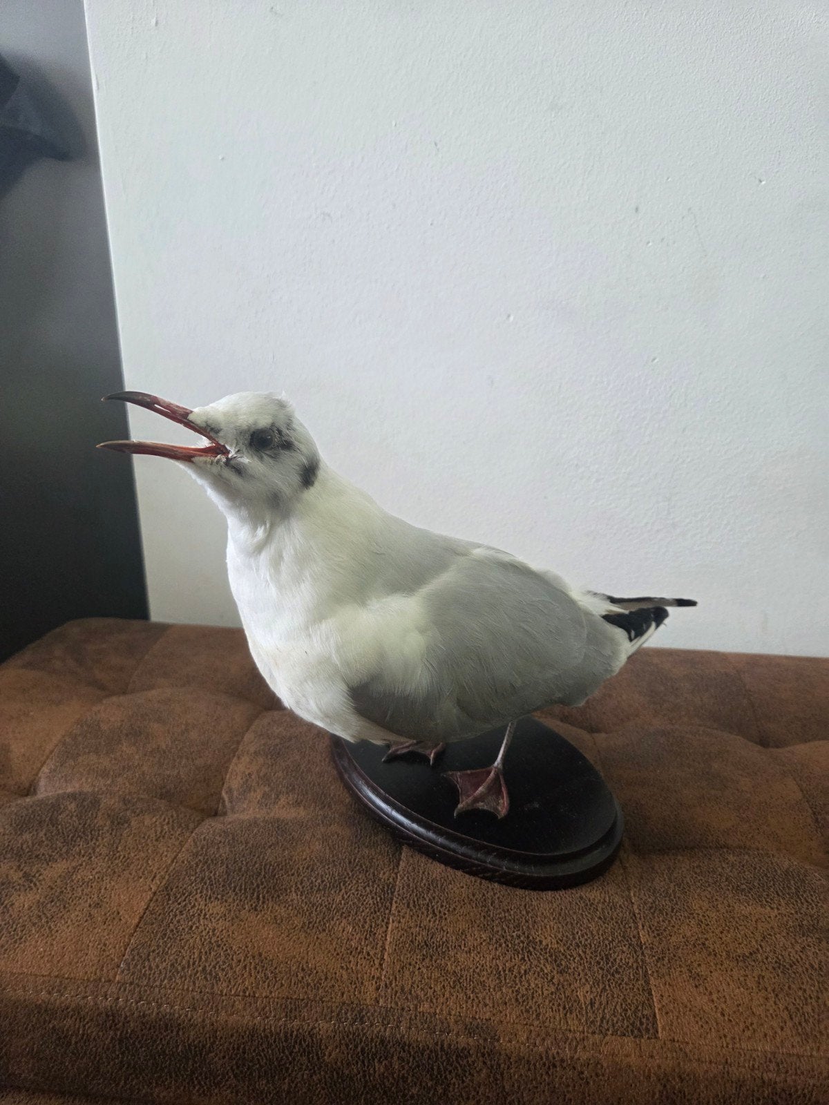 Opgezette meeuw uil fazant sperwer taxidermie taxydermie, Ophalen of Verzenden, Zo goed als nieuw, Vogel, Opgezet dier