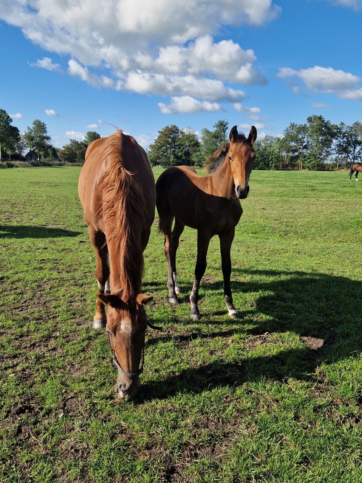 drachtige merrie met veulen, Dieren en Toebehoren, B, Dressuurpaard, 165 tot 170 cm, Meerdere dieren