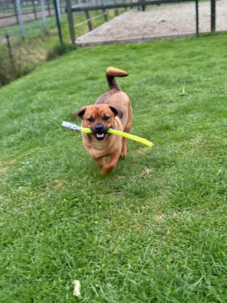 Lieve jackrussel/cavelier-maltezer reu zoekt een nieuw huisj, 1 tot 2 jaar, Parvo, Eén hond, Nederland