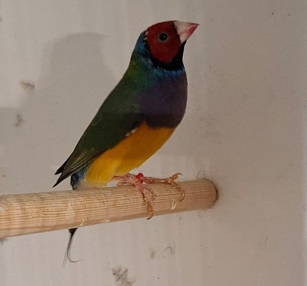 Gouldamadine, Mannelijk, Tropenvogel