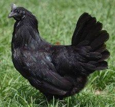 te koop :  Ayam Cemani hennen, Meerdere dieren, Kip