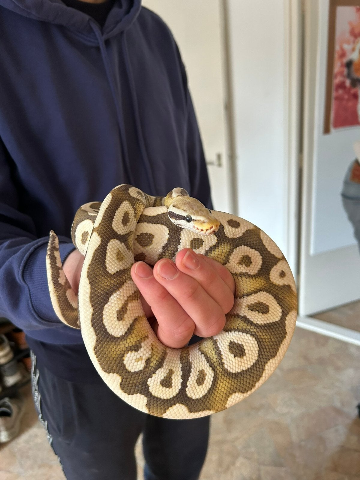 Koningspython + terrarium, Ophalen, Zo goed als nieuw