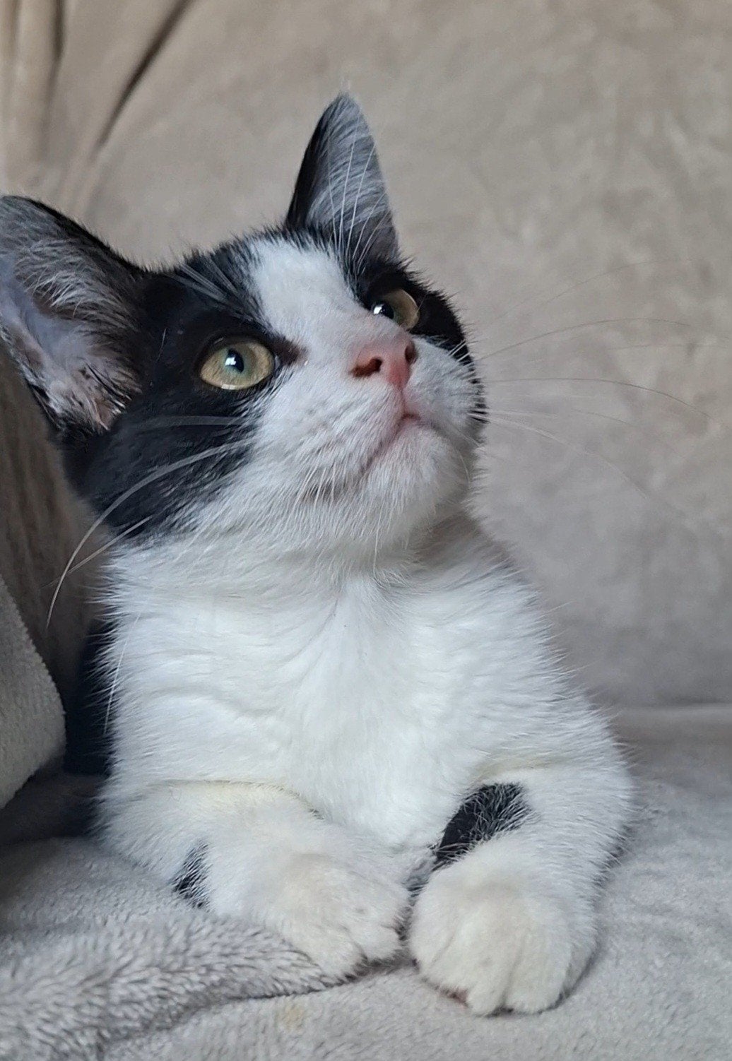 kitten / poesje, Poes, Ontwormd, 0 tot 2 jaar