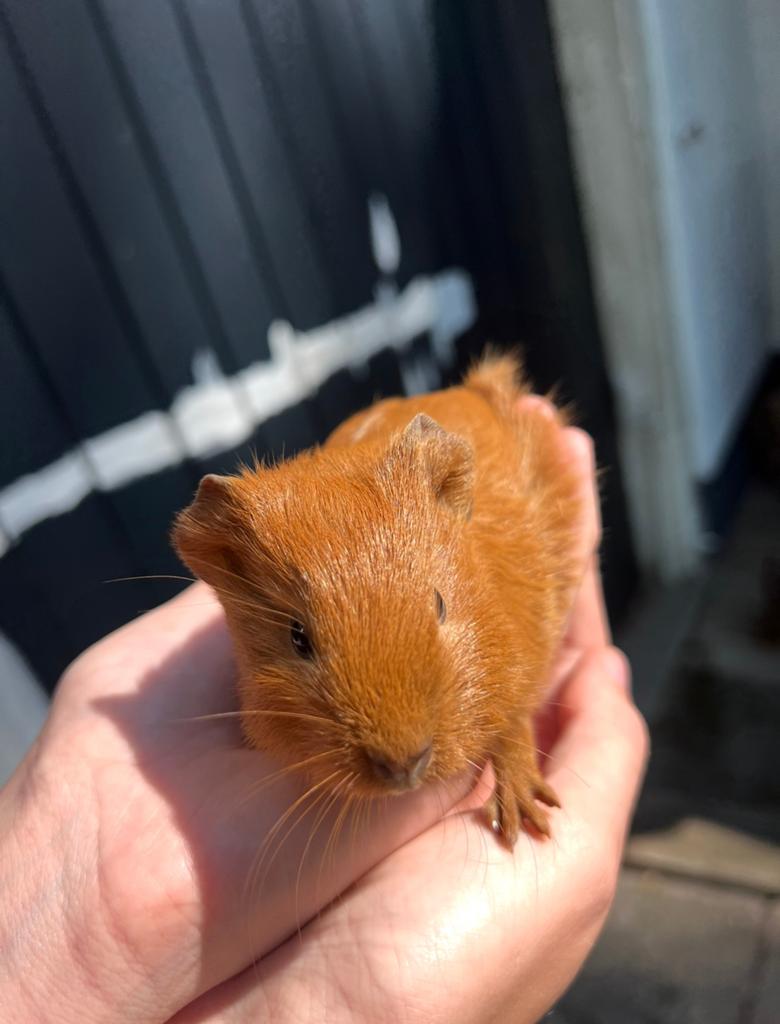 Cavia beertje, Cavia, Mannelijk, Mei, Tam