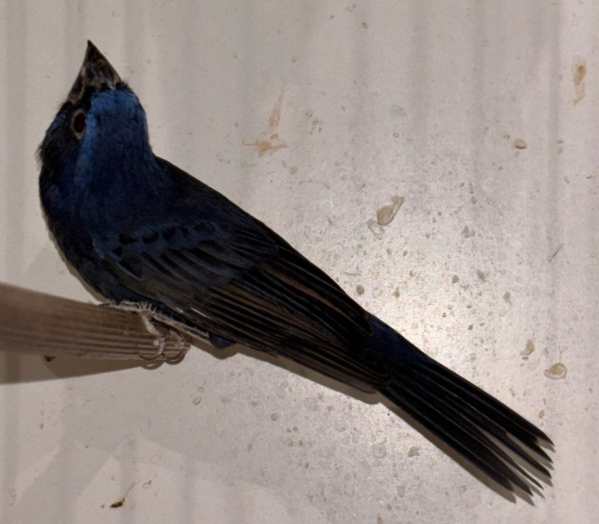 Blauwe Bisschop, Dieren en Toebehoren, Vogels | Overige Vogels, Mannelijk, Geringd