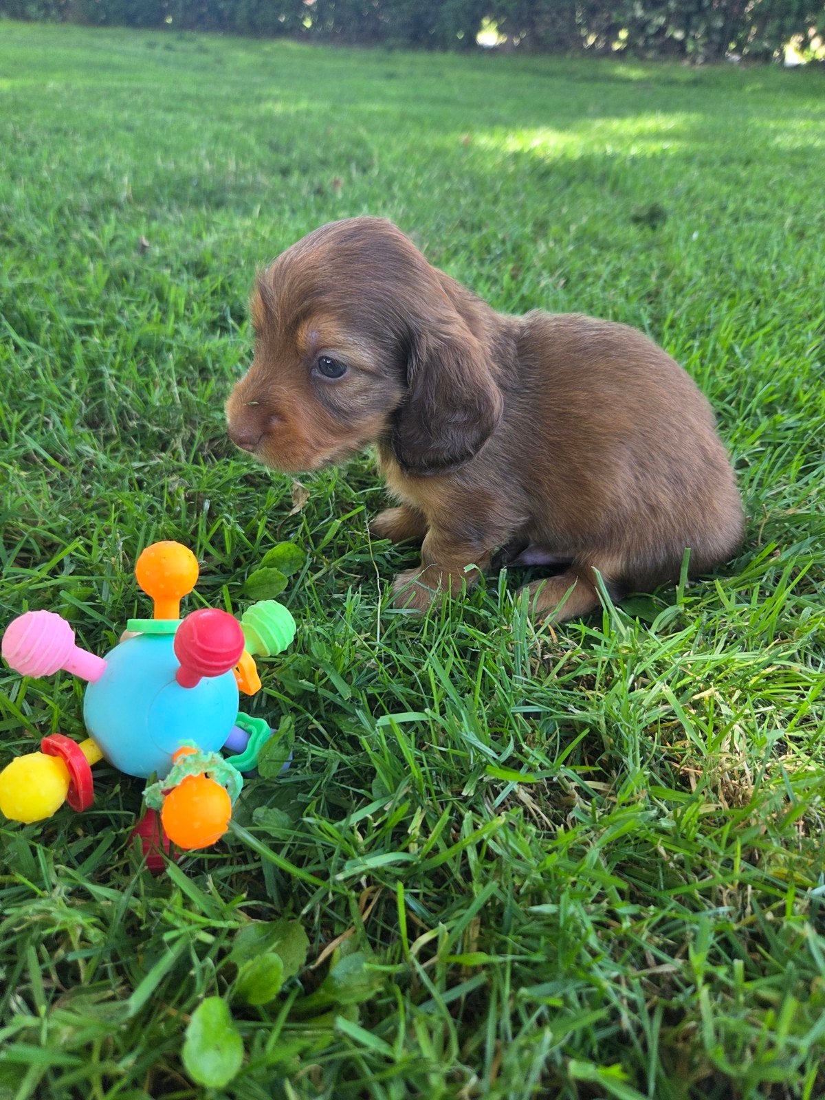 Langhaar dwerg teckel pups. choco & tan en rode, Dieren en Toebehoren, Honden | Teckels en Dashonden, Dwerg, Langhaar, Meerdere