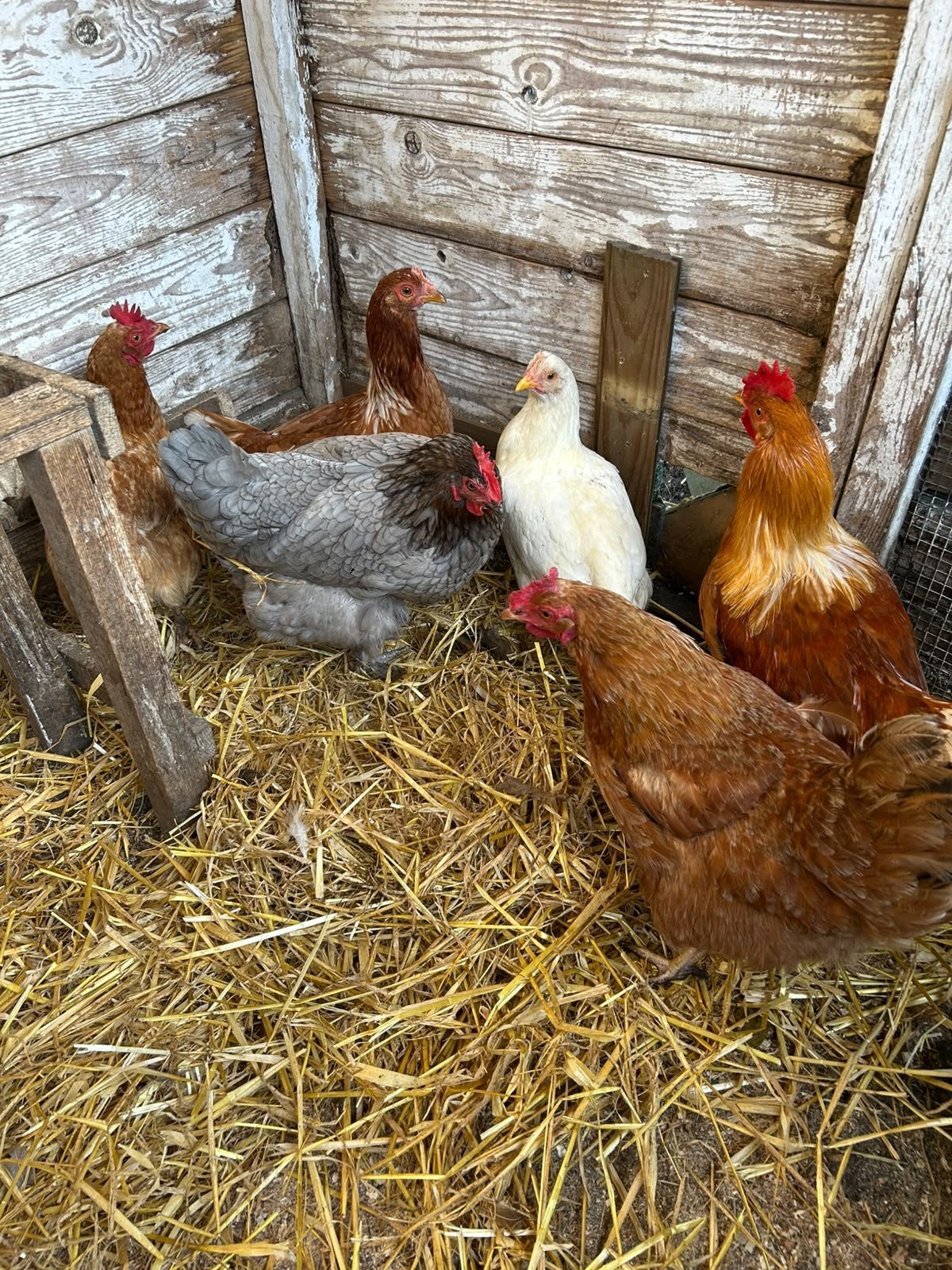 5 Prachtige hennen + haan, Dieren en Toebehoren