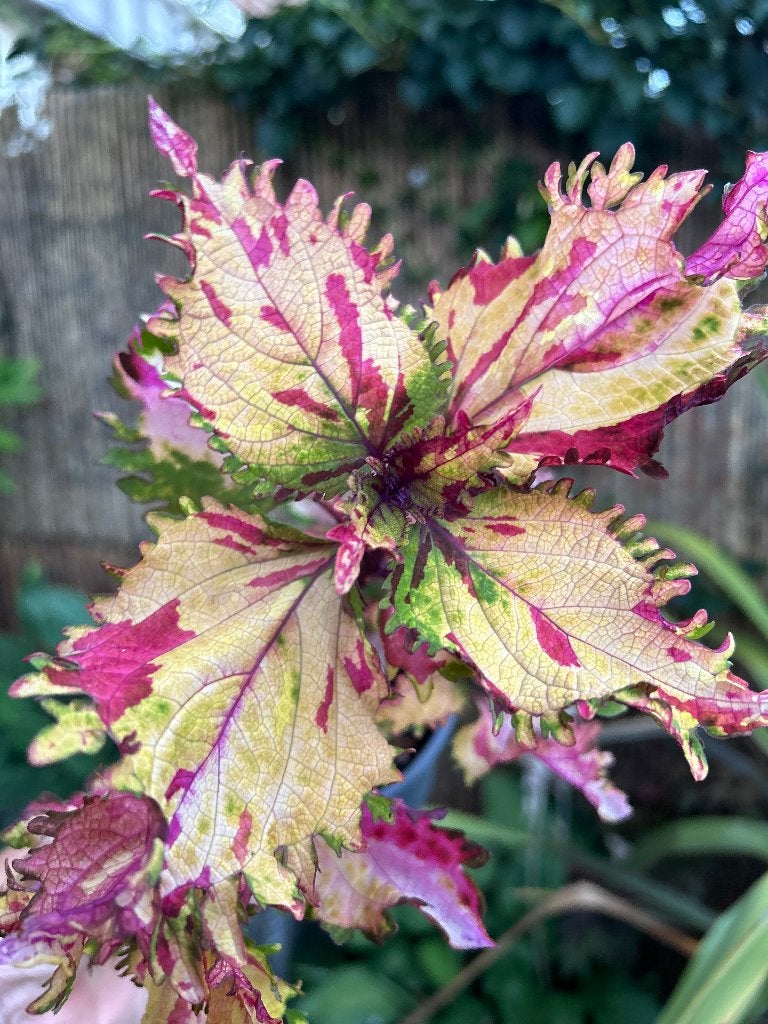Coleus topstek️✂️, Bloeiende kamerplant, Ophalen of Verzenden, Halfschaduw, Minder dan 100 cm