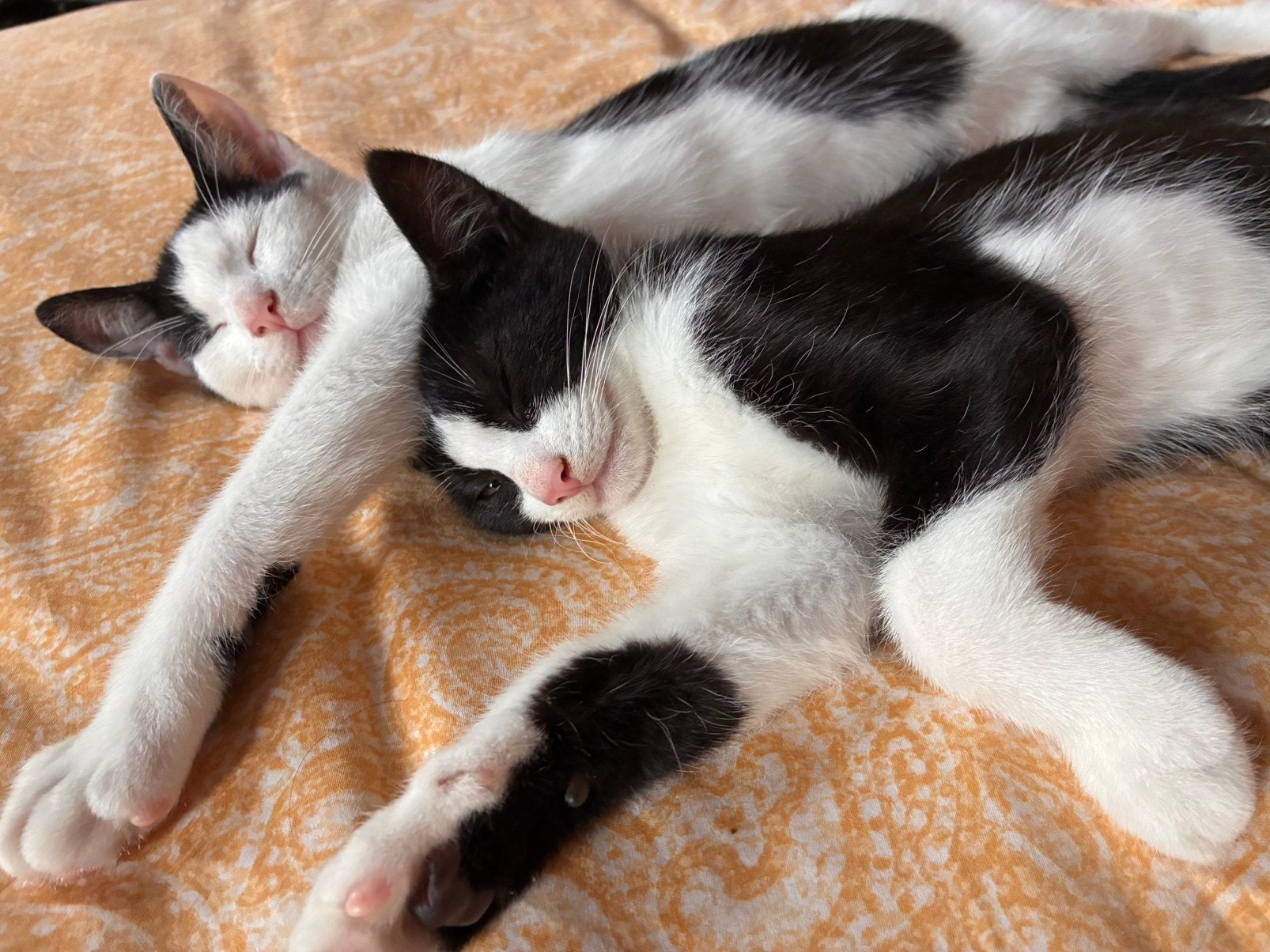 2 lieve katertjes zoeken lief huis!, Dieren en Toebehoren, Kater, Kortharig, 0 tot 2 jaar