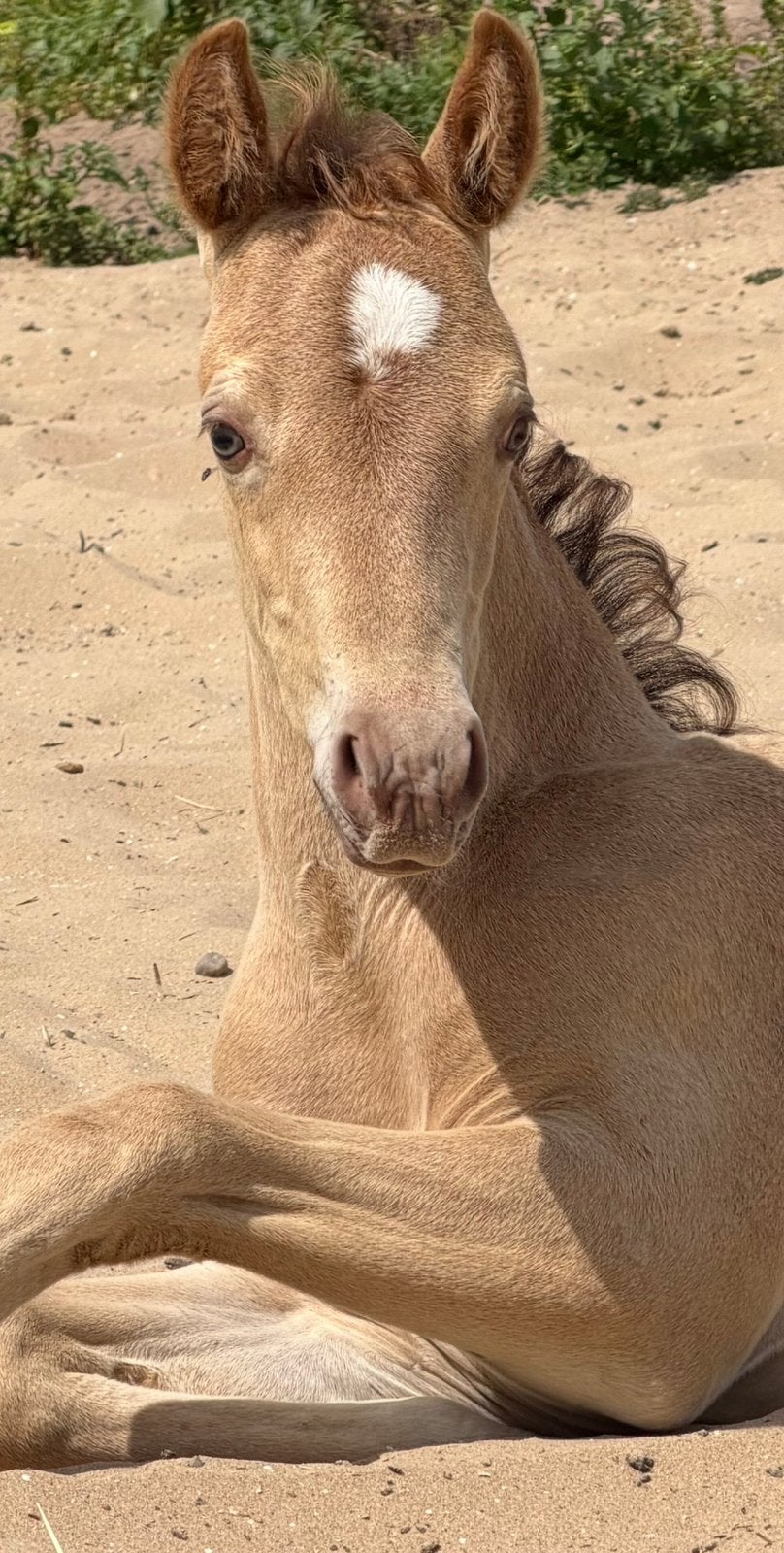 NRPS Amber Champagne hengstveulen en zwarte Arabische Merrie, E pony (1.48m - 1.57m), Met stamboom, Dressuurpony, 0 tot 2 jaar
