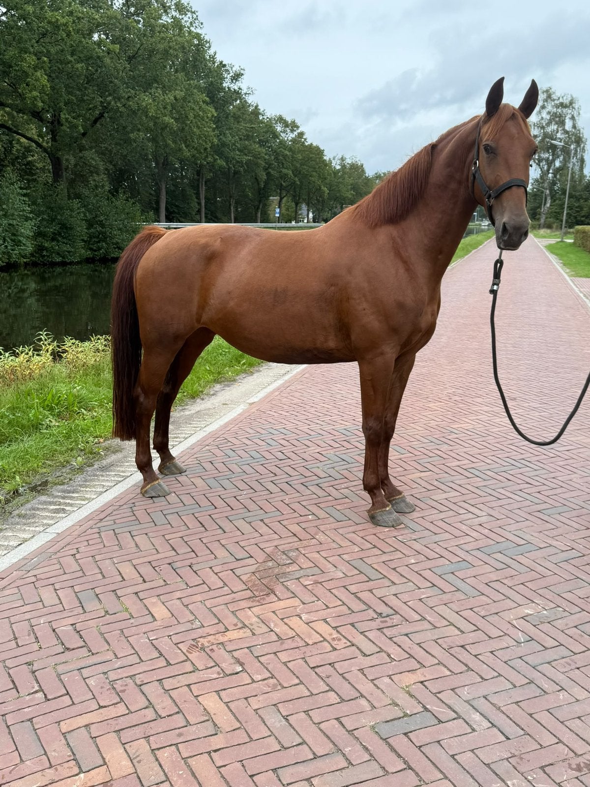 Mooie 5 jarige gelderse merrie, Dieren en Toebehoren, Merrie, Met stamboom, Niet van toepassing, 3 tot 6 jaar