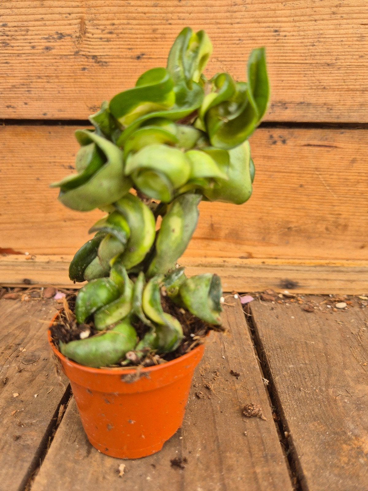Hoya Carnosa Compacta Mauna Loa p6 (7), Huis en Inrichting, Kamerplanten, Ophalen of Verzenden, Halfschaduw, Minder dan 100 cm