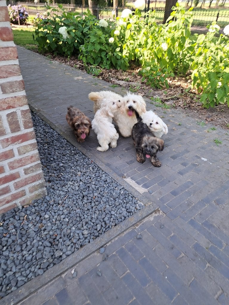 Schattige Boomer pups  ( NOG ENKELE ZIJN ER NOG ), Parvo, Nederland, Overige rassen, 8 tot 15 weken
