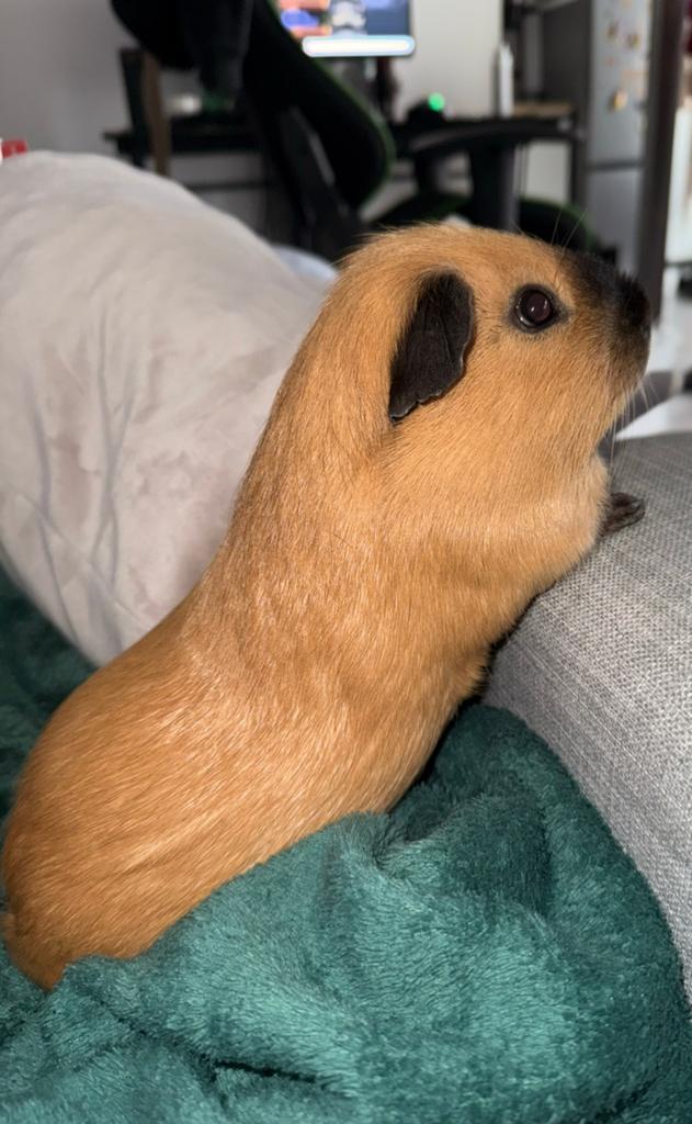 Cavia zoekt een liefdevol nieuw thuis, Dieren en Toebehoren, Cavia, Juni, Mannelijk, Tam