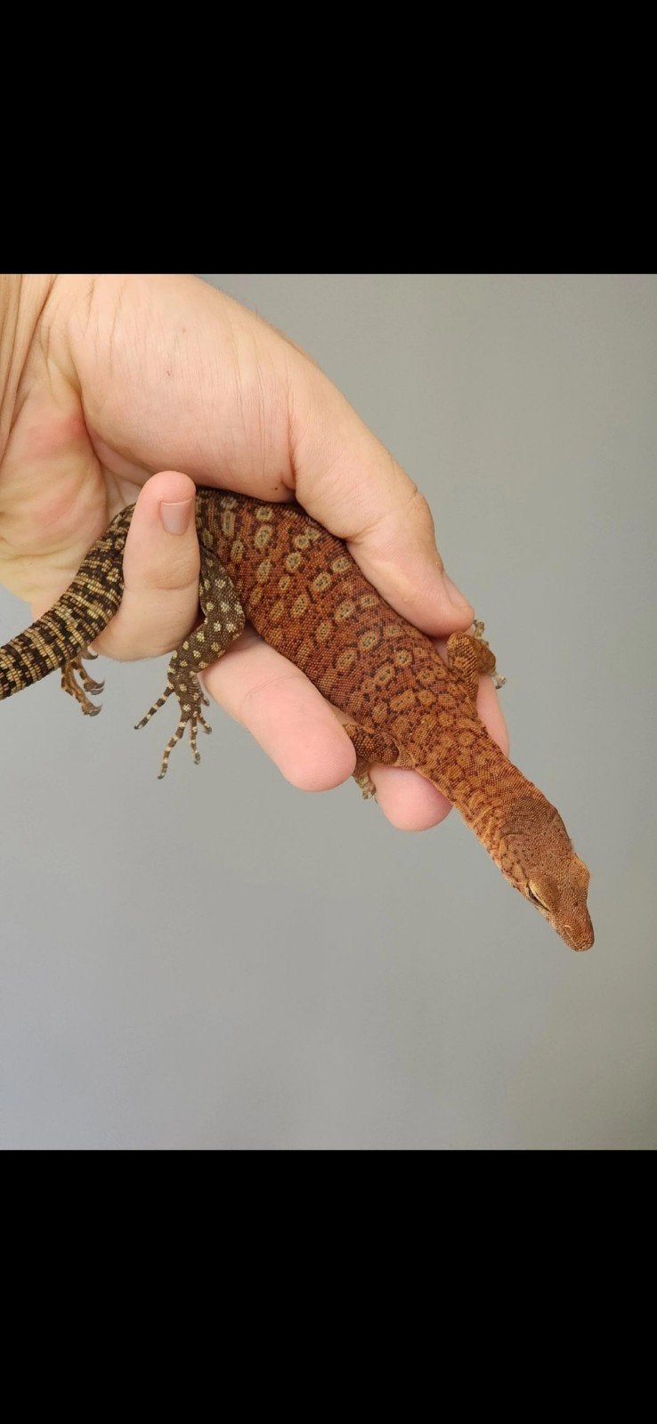 Varanus pilbarensis Monitor Lizard - unknown for sale from B. van der Zwan
