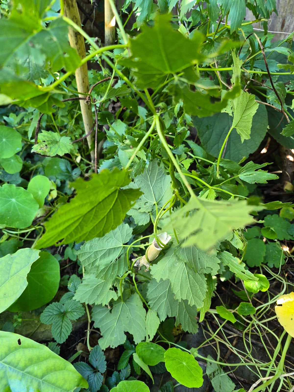 Hop Plant - Ideaal voor Brouwers en Tuiniers, Ophalen, Minder dan 100 cm, Overige soorten, Volle zon