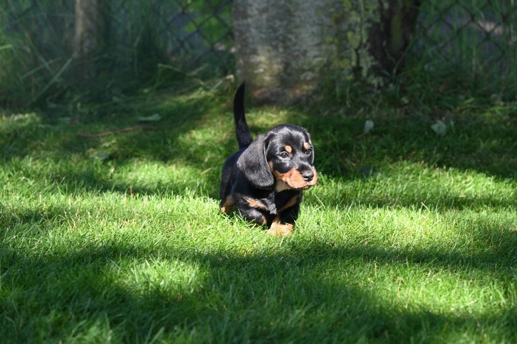 Prachtige ruwharige dwerg teckel pups, Dieren en Toebehoren, Honden | Teckels en Dashonden, Parvo, 8 tot 15 weken, Dwerg, Meerdere