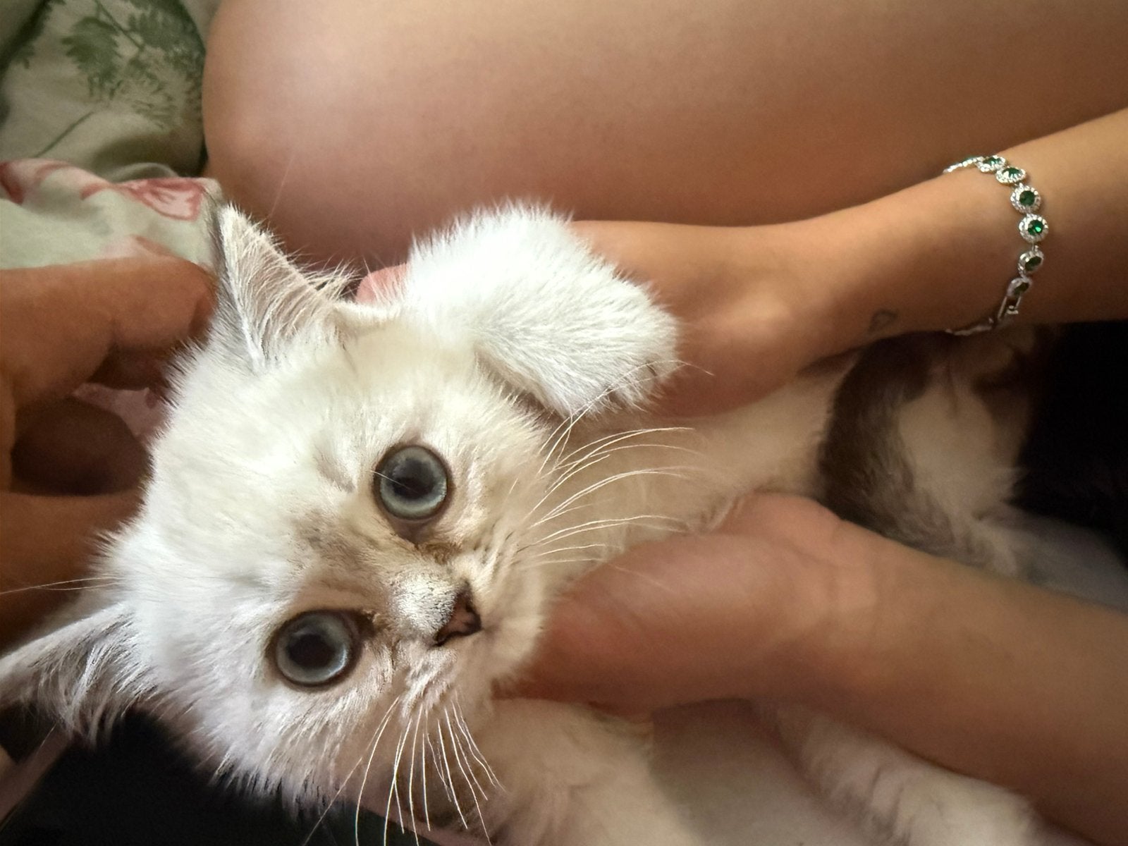 Lieve kittens te koop, Dieren en Toebehoren, Katten en Kittens | Raskatten | Korthaar, Meerdere dieren